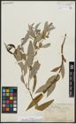 Foto von Salix alba subsp. micans (Andersson) Rech. f.